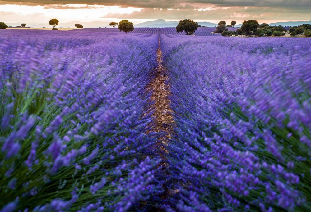 campi di lavanda