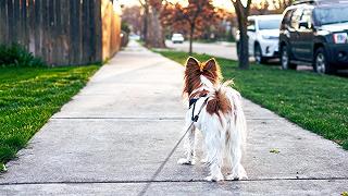 Il cane ha un nuovo “super potere”: ridurre la criminalità