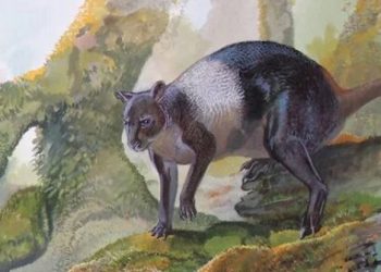 Canguro gigante: nessuna parentela con quello australiano