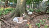 Le capre curano gli spazi verdi a New York