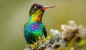 Colibrì: gli uccelli più colorati al mondo