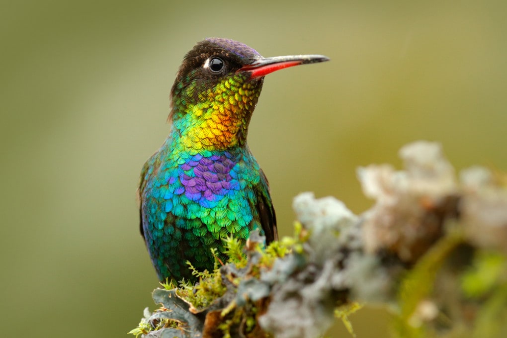 Colibrì: gli uccelli più colorati al mondo