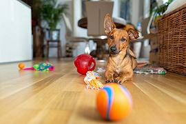 Cani, i comportamenti dipendono dagli antenati