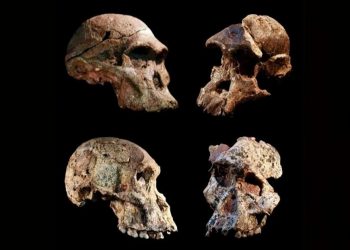 Culla dell’umanità: ritrovati fossili più vecchi