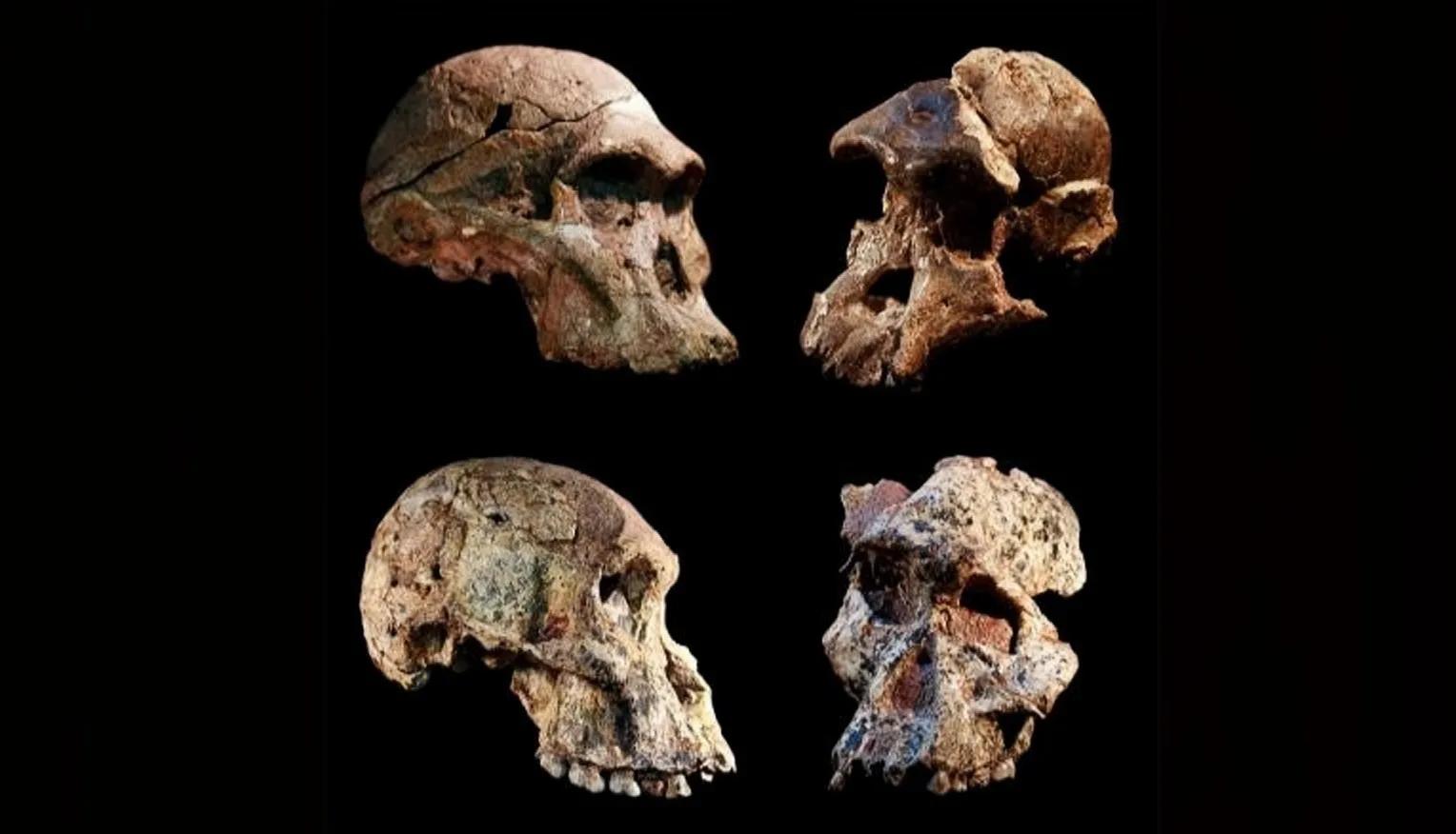 cranio Australopiteco