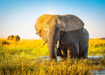 Gli elefanti possono evitare i tumori