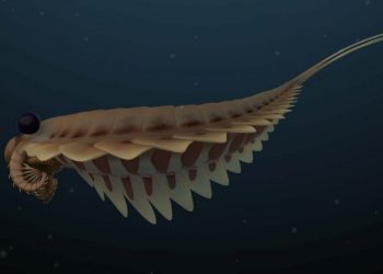 Creature fossili: alcune risalgono a 500 milioni di anni fa