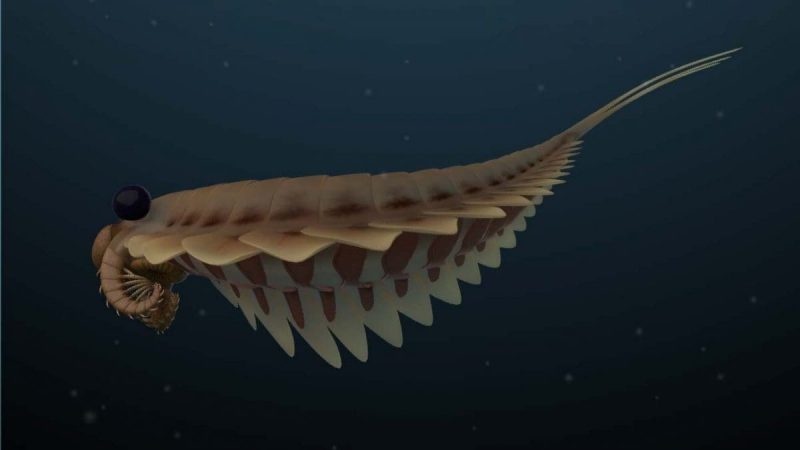Creature fossili: alcune risalgono a 500 milioni di anni fa