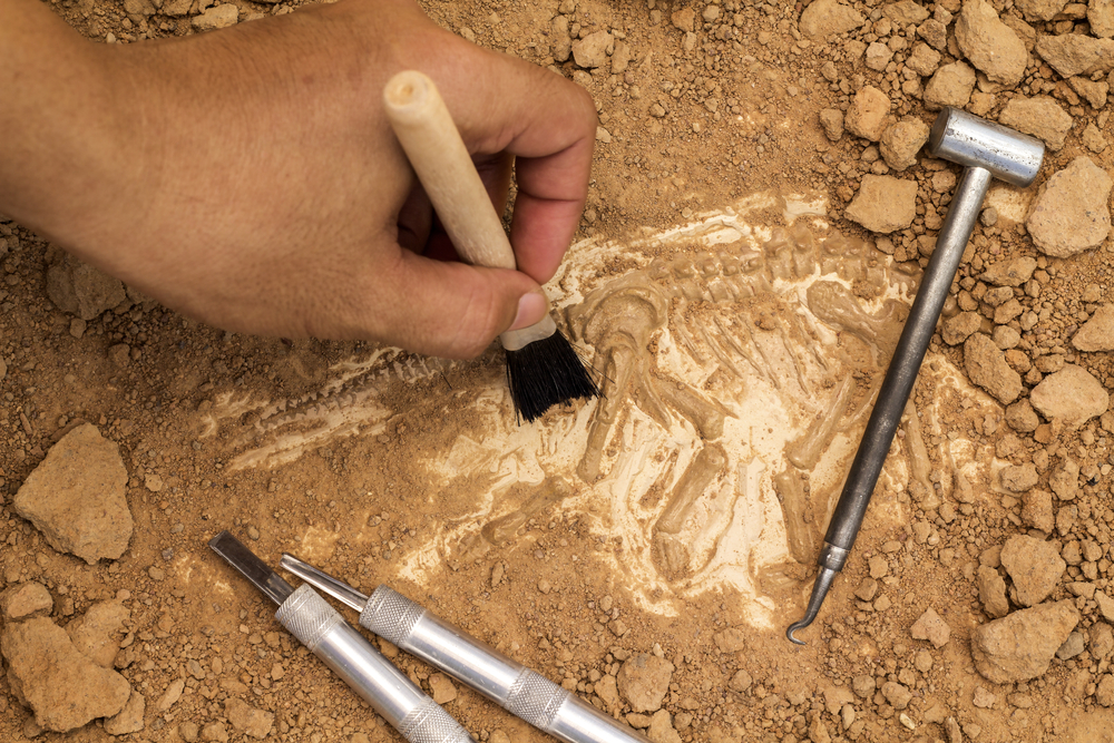 fossile animali a sangue caldo