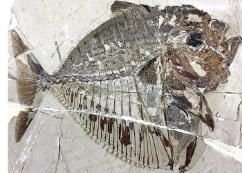 Pesce luna, fossile di 48 milioni di anni fa ne rivela la storia evolutiva