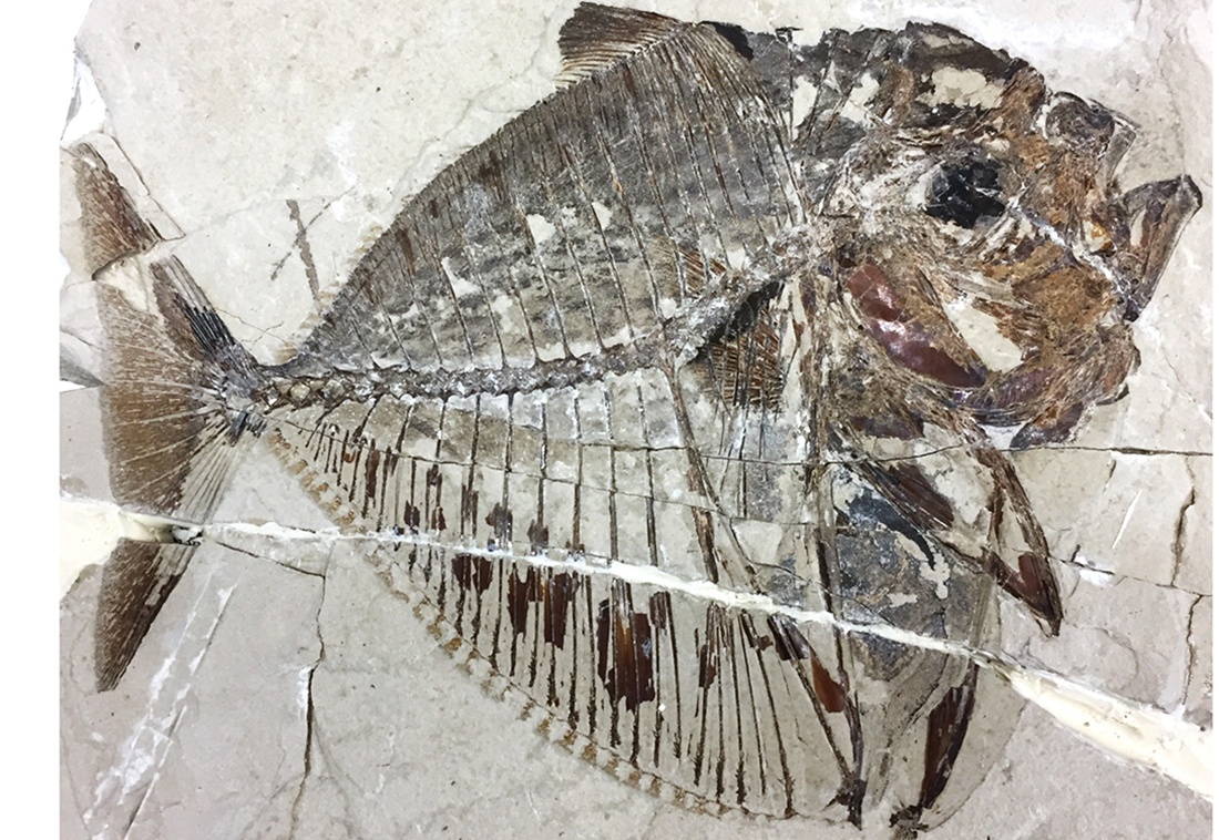 fossile pesce luna