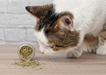 Gatti: ecco perché adorano l’erba gatta