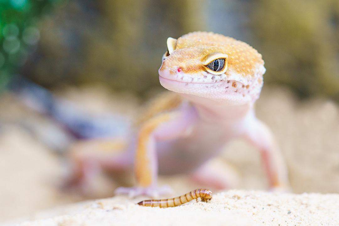 Geco: animale dalle incredibili abilità
