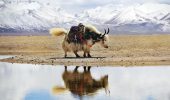 ghiacciai tibetani batteri