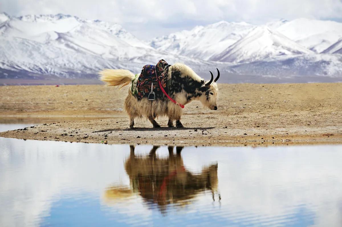Ghiacciai tibetani: trovate nuove specie di batteri
