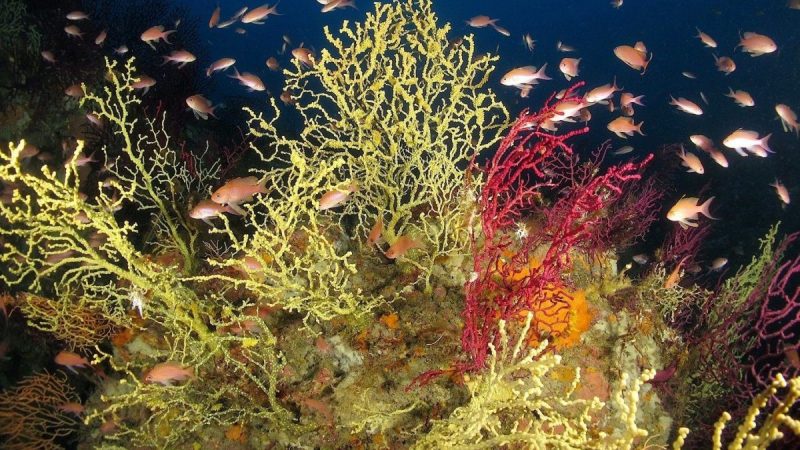 Fondale di Ischia: scoperto meraviglioso giardino segreto