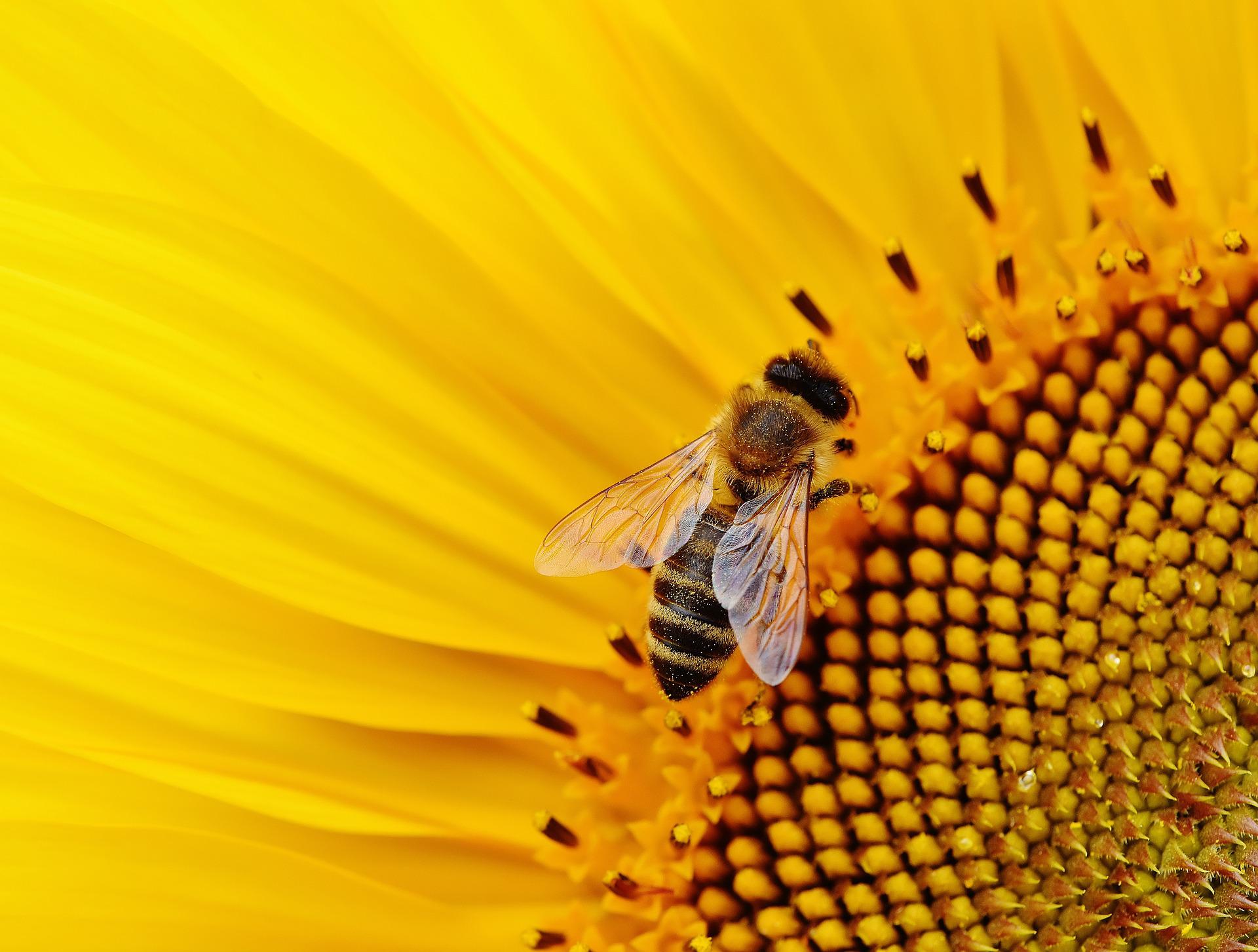 Pesticidi: gli effetti nascosti