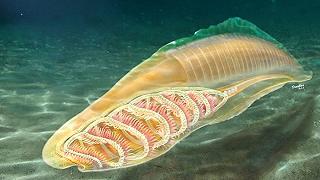 Misteriosa creatura acquatica: il più antico vertebrato