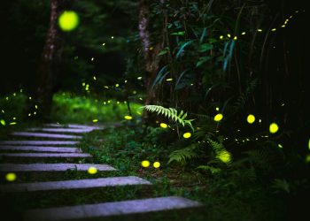 Come far tornare le lucciole nel tuo giardino