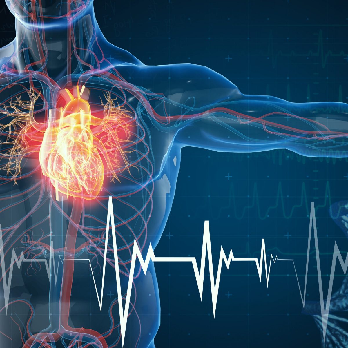 ormone ripara il cuore dopo infarto