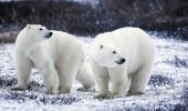 Orsi polari: scoperta popolazione in area impossibile