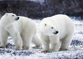 Orsi polari: scoperta popolazione in area impossibile