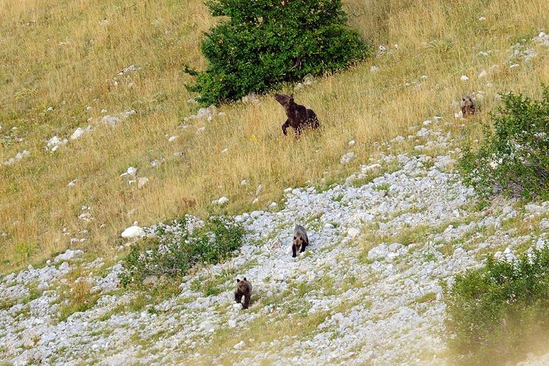 Parco della Maiella, primo sentiero “parlante” dell’Orso