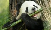 Panda e bambù: un antico binomio