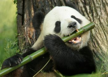 Panda e bambù: un antico binomio