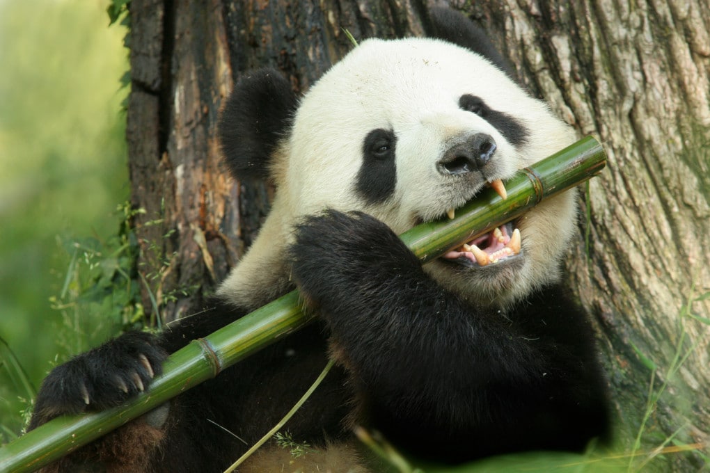 panda e bambù