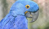 Il pappagallo blu del film Rio salvato dall’estinzione
