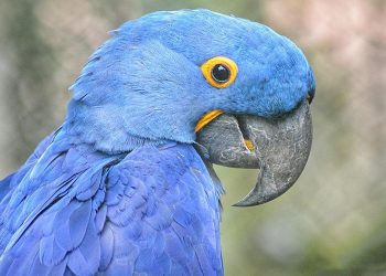Il pappagallo blu del film Rio salvato dall’estinzione