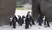 Pinguini: cambiano voce per il contesto sociale