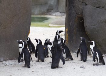 Pinguini: cambiano voce per il contesto sociale