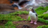 Il pinguino della Nuova Zelanda è in pericolo, bisogna salvarlo