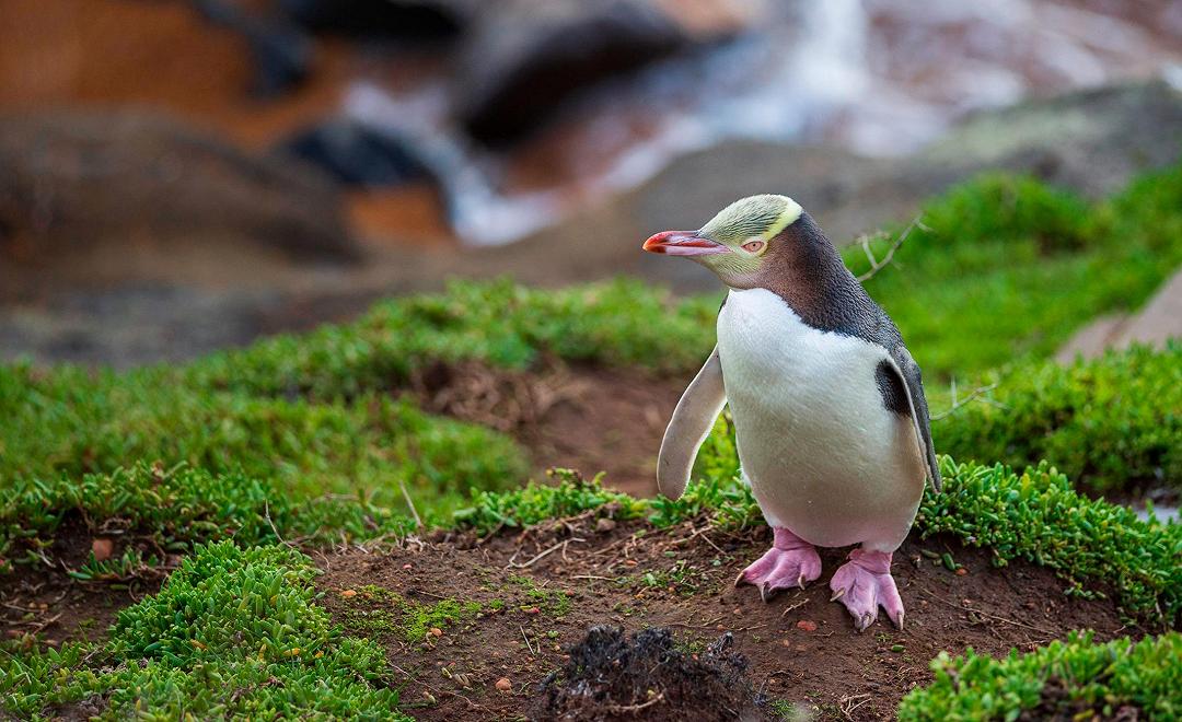 Il pinguino della Nuova Zelanda è in pericolo, bisogna salvarlo
