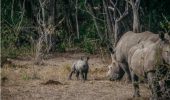 Rinoceronti bianchi: ritornano in Mozambico a 40 anni dall’estinzione