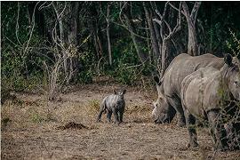 Rinoceronti bianchi: ritornano in Mozambico a 40 anni dall’estinzione