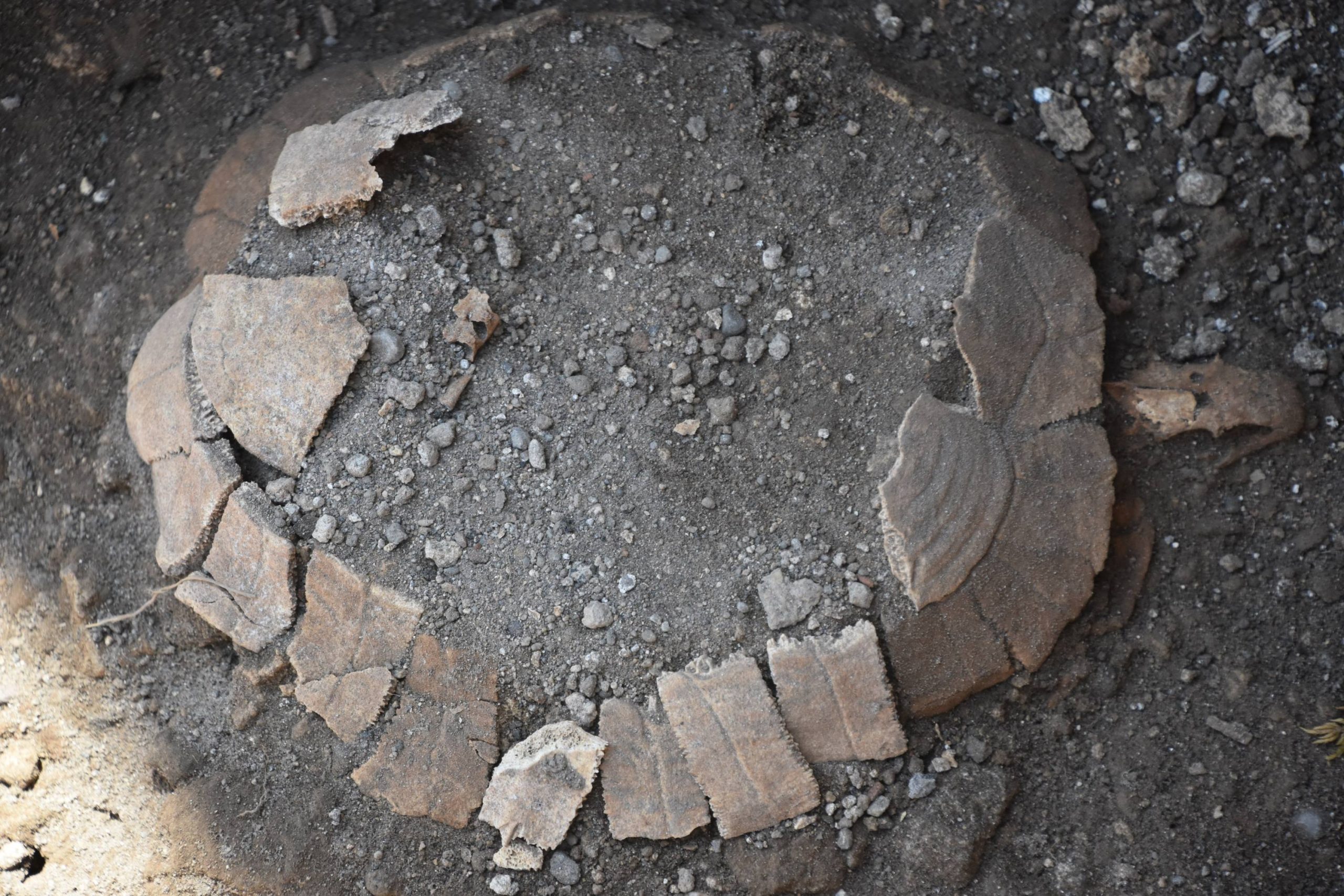 tartaruga scavi Pompei