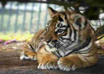 Le tigri sono in aumento in tutto il mondo