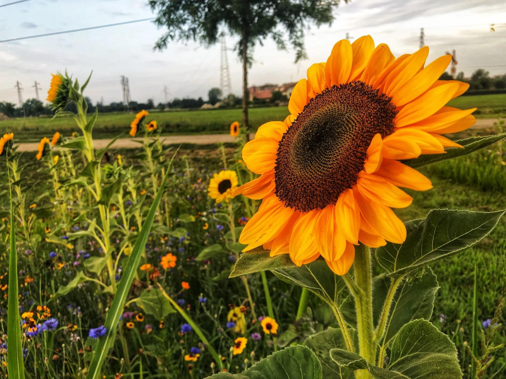 Agricola delle Meraviglie: nasce un’oasi di girasoli