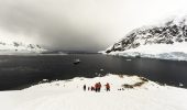 Insetti: l'unico esemplare dell’Antartide è a rischio estinzione