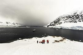 Insetti: l’unico esemplare dell’Antartide è a rischio estinzione