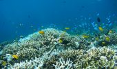 Grande Barriera Corallina: ecosistema australiano si ripopola