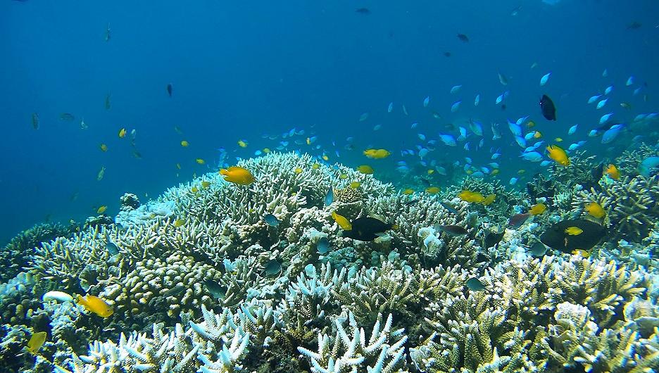 Grande Barriera Corallina: ecosistema australiano si ripopola