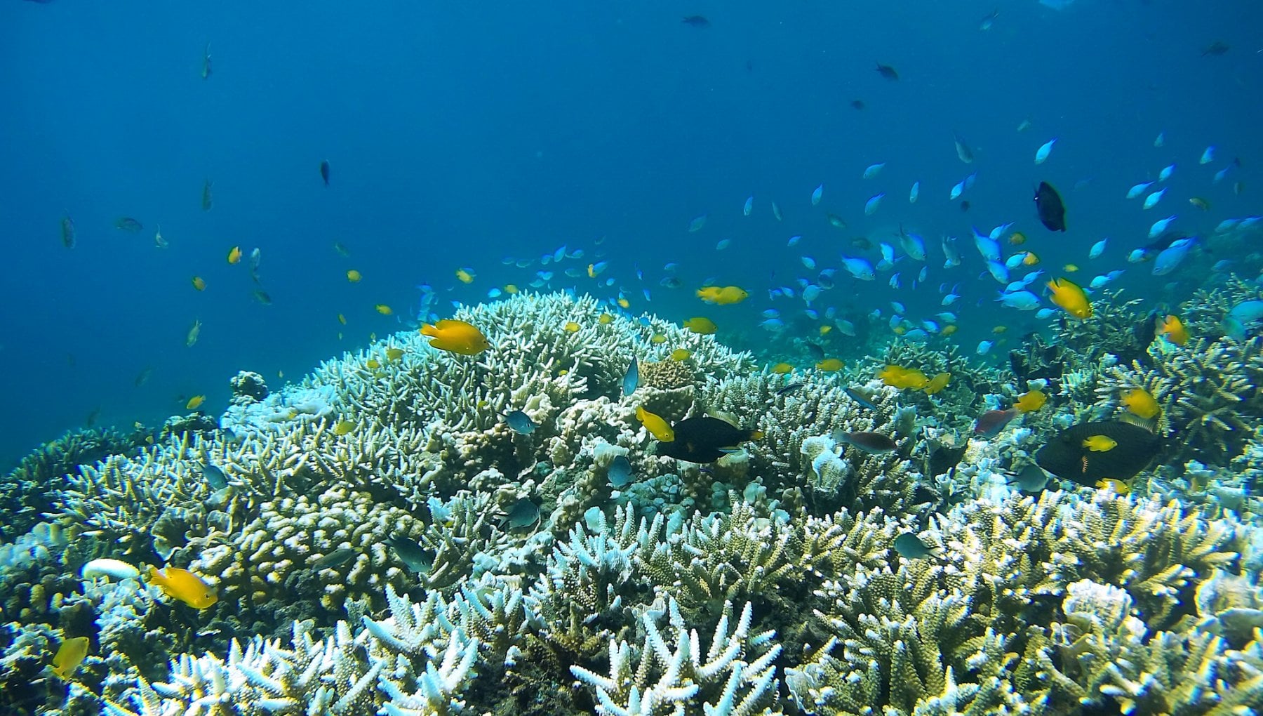 Grande Barriera Corallina: ecosistema australiano si ripopola