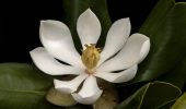 Fiore di magnolia: ritrovato ad Haiti, non è estinto