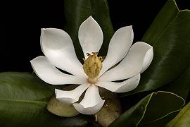 Fiore di magnolia: ritrovato ad Haiti, non è estinto