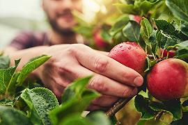 L’agricoltura eco-friendly aumenta la produttività