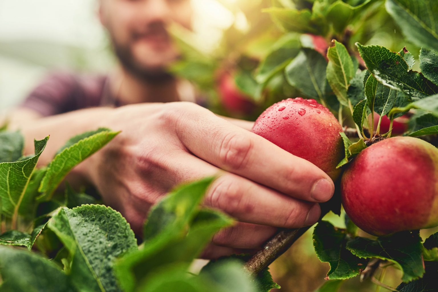 L’agricoltura eco-friendly aumenta la produttività